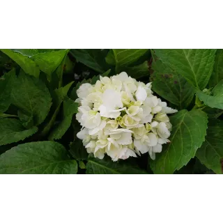 Hydrangea macrophylla 'Soeur ThÃ©rÃ¨se' / Hortensia blanc 'Soeur ThÃ©rÃ¨se'