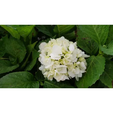 Hydrangea macrophylla 'Soeur ThÃ©rÃ¨se' / Hortensia blanc 'Soeur ThÃ©rÃ¨se'