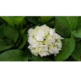 Hydrangea macrophylla 'Soeur ThÃ©rÃ¨se' / Hortensia blanc 'Soeur ThÃ©rÃ¨se'