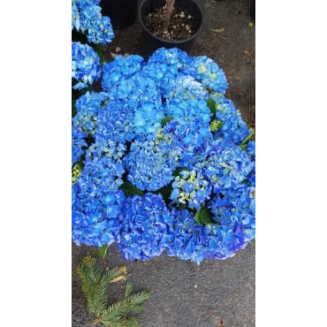 Hydrangea macrophylla 'Benelux (Bleu ou Rose)' / Hortensia 'Benelux (Bleu ou Rose)'