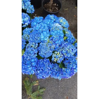 Hydrangea macrophylla 'Benelux (Bleu ou Rose)' / Hortensia 'Benelux (Bleu ou Rose)'