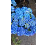 Hydrangea macrophylla 'Benelux (Bleu ou Rose)' / Hortensia 'Benelux (Bleu ou Rose)'