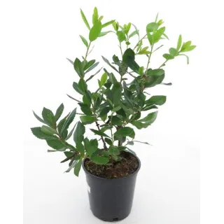 Arbutus unedo - totale hoogte 60-80 cm -  pot 3 Ltr