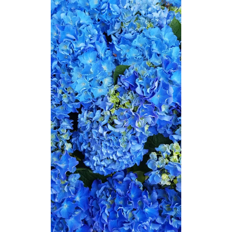 Hydrangea macrophylla 'Benelux (Bleu ou Rose)' / Hortensia 'Benelux (Bleu ou Rose)'