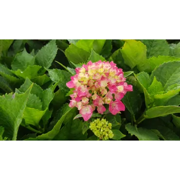 Hydrangea macrophylla 'Rosita' / Hortensia rose 'Rosita'