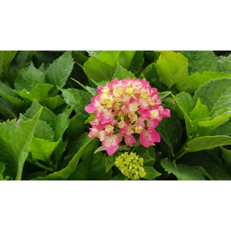 Hydrangea macrophylla 'Rosita' / Hortensia rose 'Rosita'