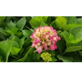 Hydrangea macrophylla 'Rosita' / Hortensia rose 'Rosita'