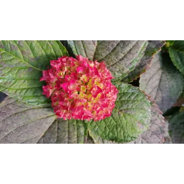 Hydrangea macrophylla 'Leuchtfeuer' / Hortensia rouge 'Leuchtfeuer'