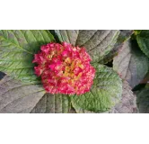 Hydrangea macrophylla 'Leuchtfeuer' / Hortensia rouge 'Leuchtfeuer'