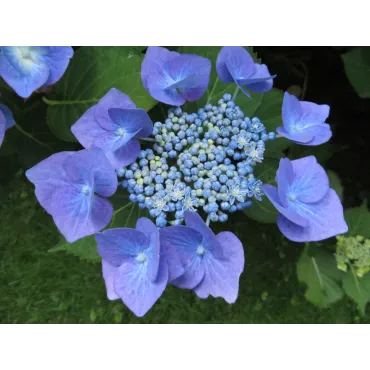 Hydrangea macrophylla 'Teller Blaumeise' / Hortensia Ã  fleurs plates bleu ou rose 'Teller Blaumeise'