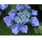 Hydrangea macrophylla 'Teller Blaumeise' / Hortensia Ã  fleurs plates bleu ou rose 'Teller Blaumeise'