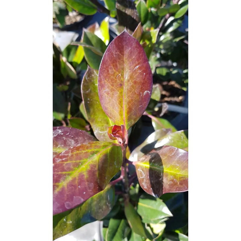 Ilex x altaclerensis 'Camellifolia' / Houx Ã  feuilles de CamÃ©lia