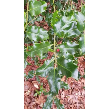 Ilex aquifolium 'Alaska' / Houx commun d'Alaska