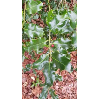 Ilex aquifolium 'Alaska' / Houx commun d'Alaska