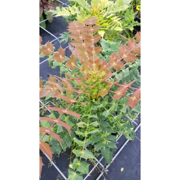 Mahonia x Media 'Winter Sun' / Mahonia hybride 'Winter Sun'