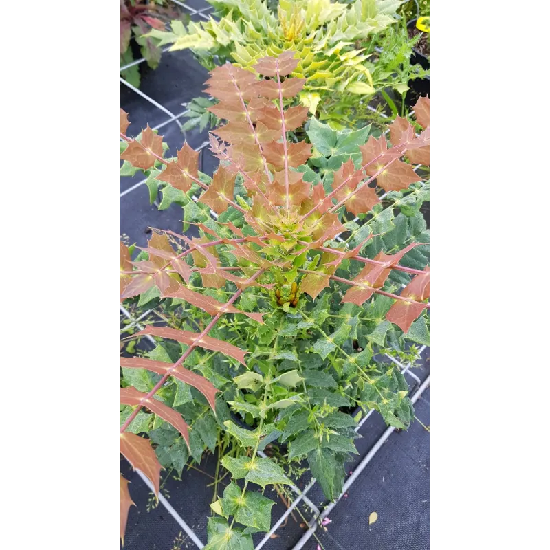 Mahonia x Media 'Winter Sun' / Mahonia hybride 'Winter Sun'