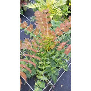 Mahonia x Media 'Winter Sun' / Mahonia hybride 'Winter Sun'