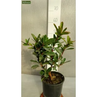 Arbutus unedo - totale hoogte 60-80 cm -  pot 3 Ltr