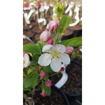 Malus PERPETUÂ® 'Evereste' / Pommier d'ornement PERPETUÂ® 'Evereste'