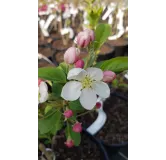 Malus PERPETUÂ® 'Evereste' / Pommier d'ornement PERPETUÂ® 'Evereste'