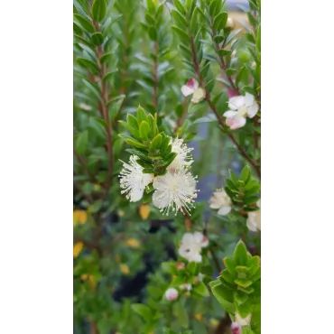 Myrtus communis ssp tarentina / Myrte de Tarente