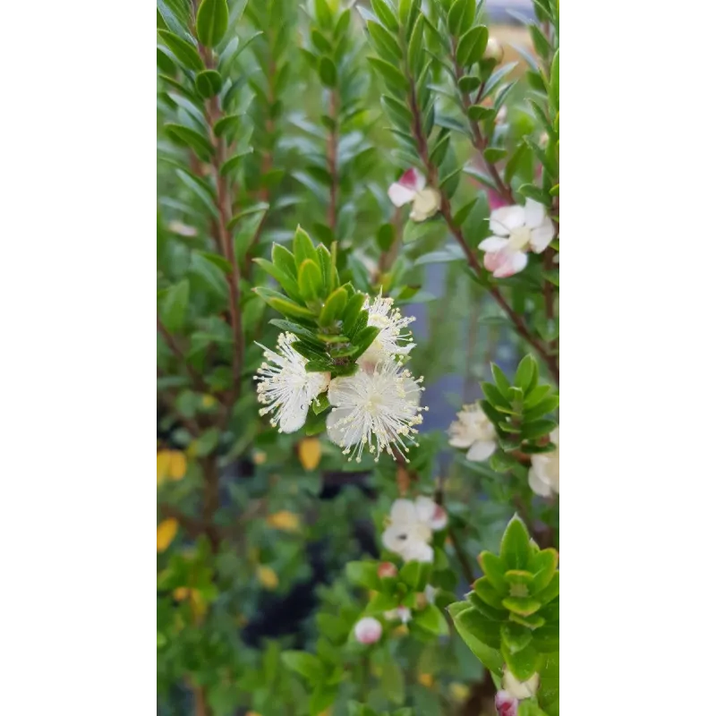 Myrtus communis ssp tarentina / Myrte de Tarente