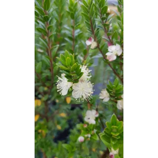 Myrtus communis ssp tarentina / Myrte de Tarente