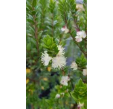 Myrtus communis ssp tarentina / Myrte de Tarente