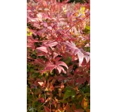 Nandina domestica / Bambou sacrÃ©