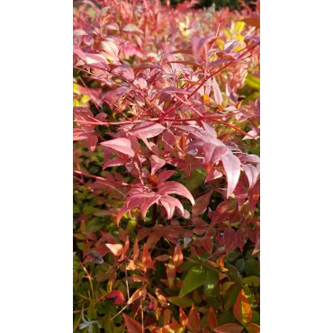 Nandina domestica / Bambou sacrÃ©