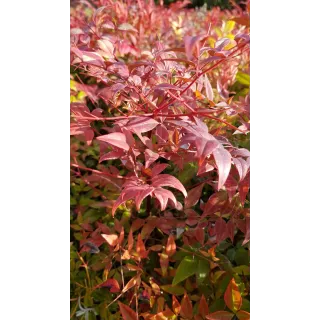 Nandina domestica / Bambou sacrÃ©