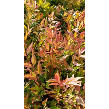 Nandina domestica 'Gulf Stream' / Bambou sacrÃ© compact