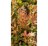 Nandina domestica 'Gulf Stream' / Bambou sacrÃ© compact