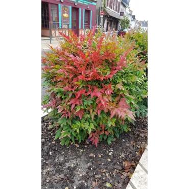 Nandina domestica OBSESSEDÂ® 'Seika' / Bambou sacrÃ© compact