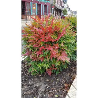 Nandina domestica OBSESSEDÂ® 'Seika' / Bambou sacrÃ© compact