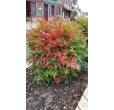 Nandina domestica OBSESSEDÂ® 'Seika' / Bambou sacrÃ© compact