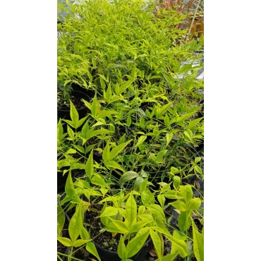 Nandina domestica 'Bright Light'Â®  / Bambou sacrÃ© jaune