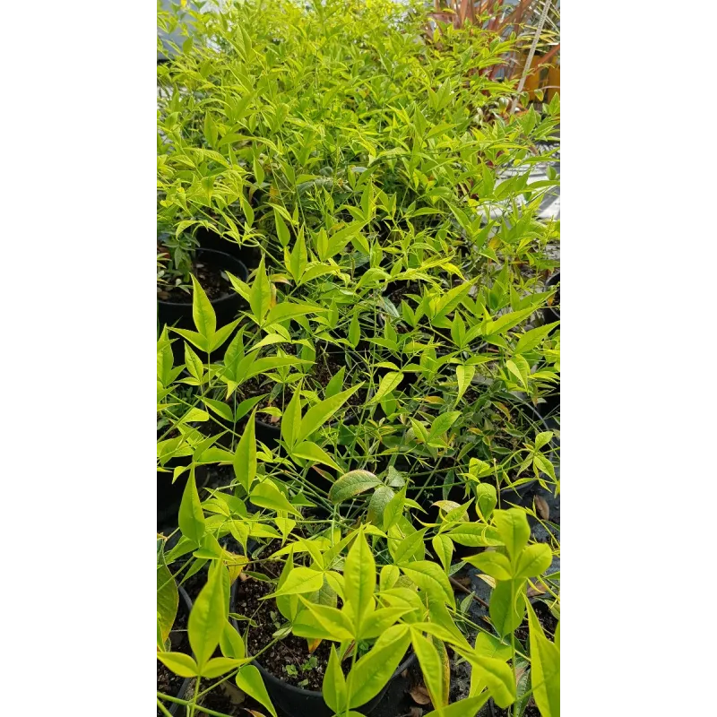 Nandina domestica 'Bright Light'Â®  / Bambou sacrÃ© jaune