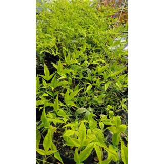 Nandina domestica 'Bright Light'Â®  / Bambou sacrÃ© jaune