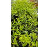 Nandina domestica 'Bright Light'Â®  / Bambou sacrÃ© jaune