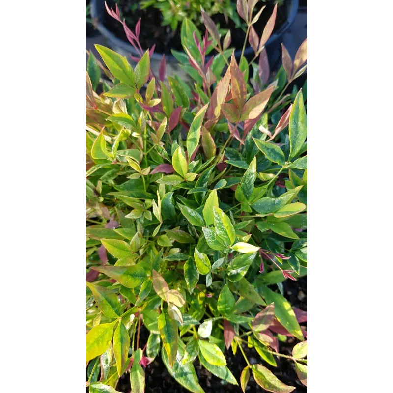 Nandina domestica RED LIGHTÂ® 'NRL2015' / Bambou sacrÃ© mouchetÃ© de blanc