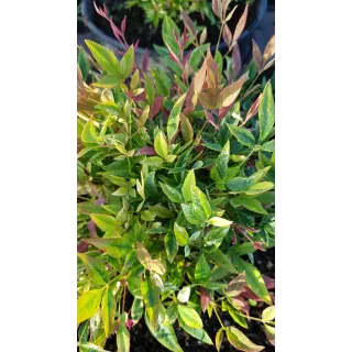 Nandina domestica RED LIGHTÂ® 'NRL2015' / Bambou sacrÃ© mouchetÃ© de blanc