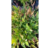 Nandina domestica RED LIGHTÂ® 'NRL2015' / Bambou sacrÃ© mouchetÃ© de blanc