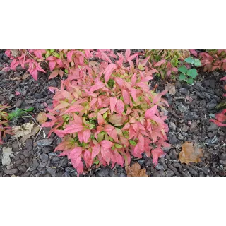 Nandina domestica BLUSH PINKÂ® 'Aka' / Bambou sacrÃ© boule