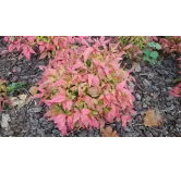 Nandina domestica BLUSH PINKÂ® 'Aka' / Bambou sacrÃ© boule