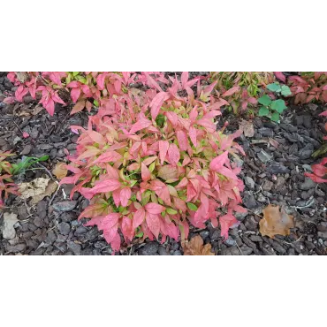 Nandina domestica BLUSH PINKÂ® 'Aka' / Bambou sacrÃ© boule