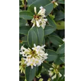 Osmanthus burkwoodi / Osmanthe de Burkwood