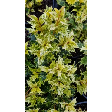 Osmanthus heterophyllus 'Tricolor' / Osmanthe Ã  feuilles de houx Tricolore