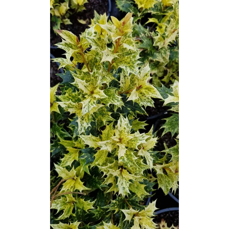 Osmanthus heterophyllus 'Tricolor' / Osmanthe Ã  feuilles de houx Tricolore