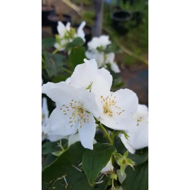 Philadelphus coronarius / Seringat des jardins Ã  fleurs simples